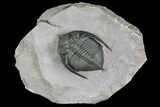 Detailed Zlichovaspis Trilobite - Lghaft, Morocco #170710-1